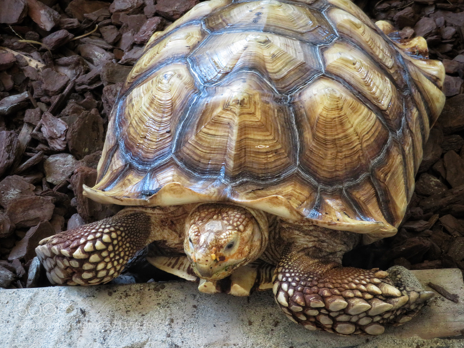 Canon PowerShot SX720 HS sample photo. African spurred tortoise photography
