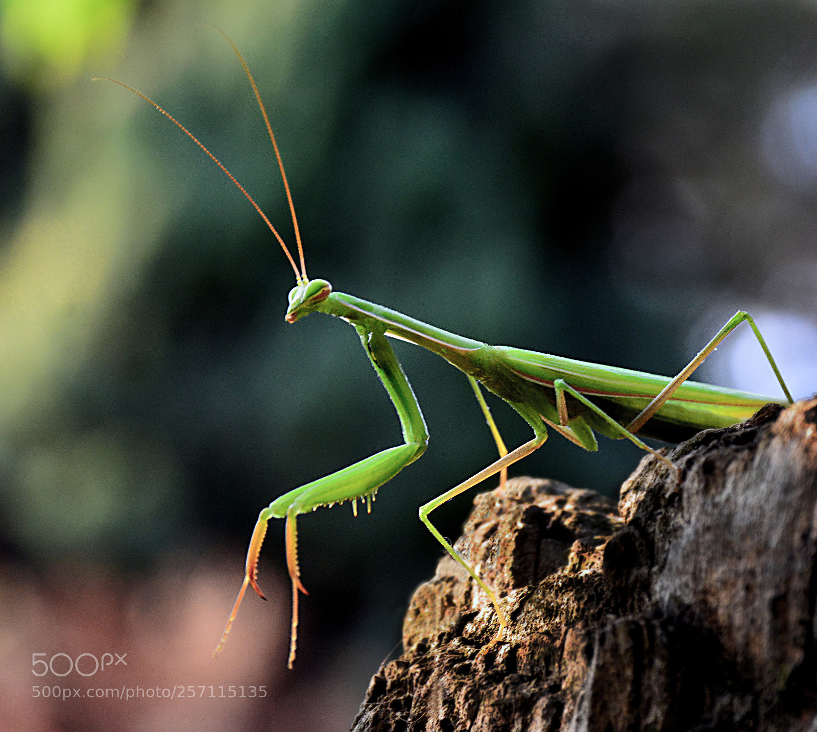 Nikon D5200 sample photo. Big mantis photography