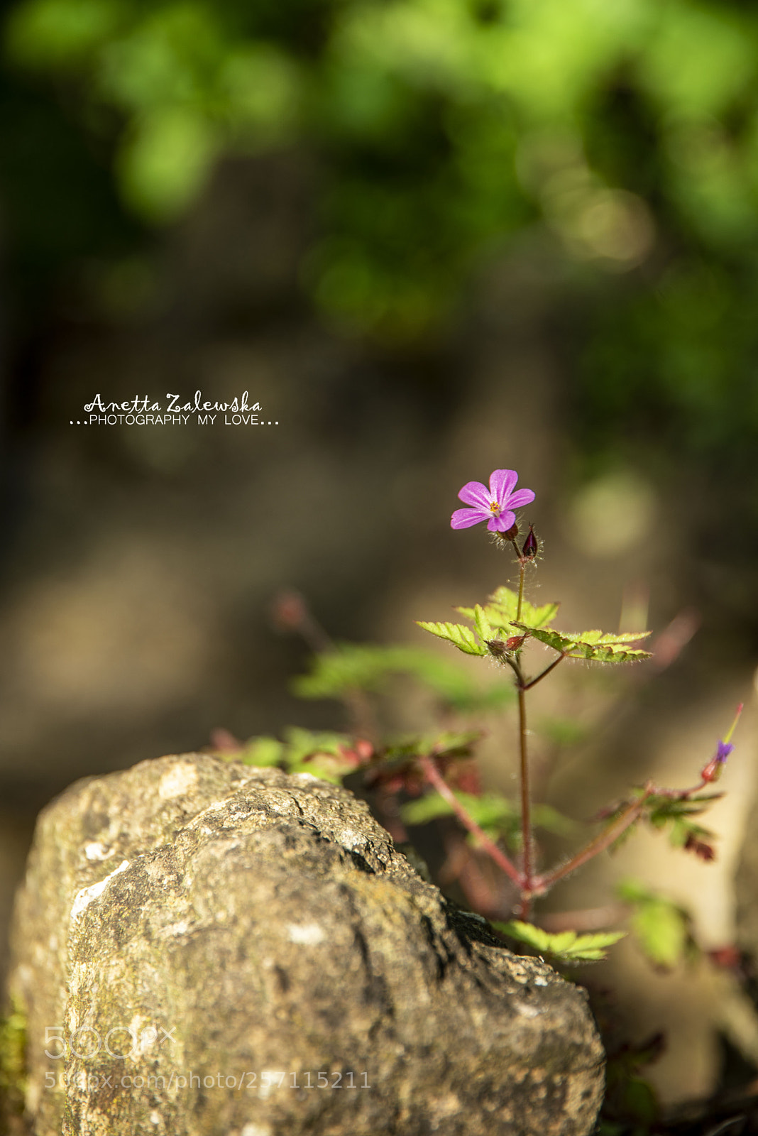 Nikon D750 sample photo. Single in the forest... photography