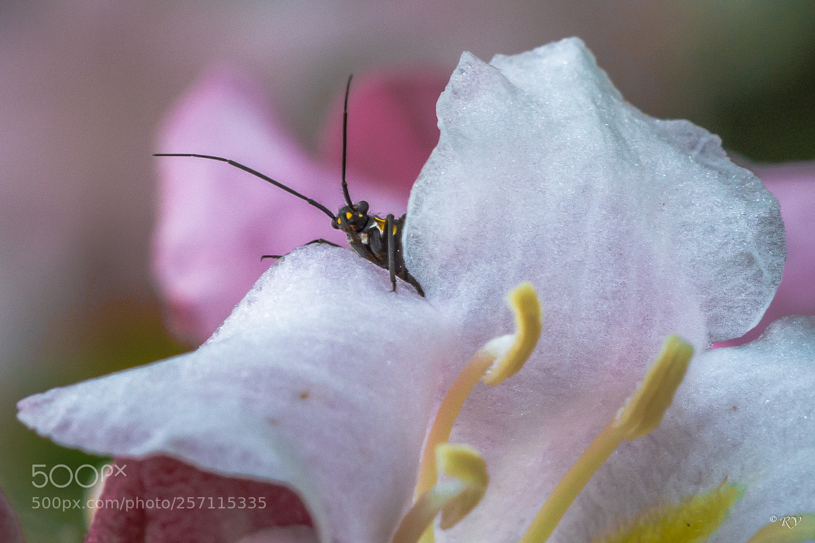 Nikon D7100 sample photo. Flower photography