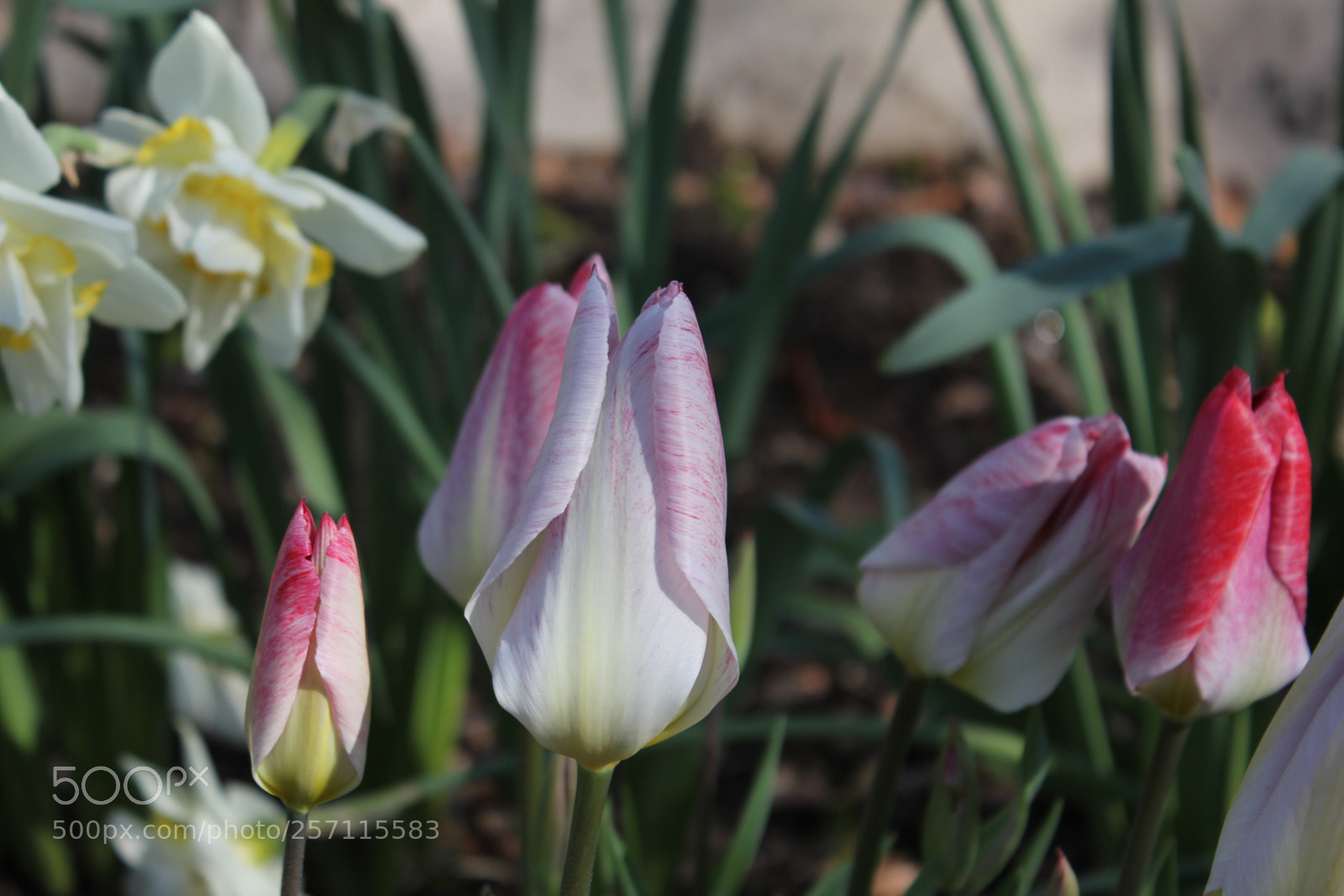 Canon EOS 550D (EOS Rebel T2i / EOS Kiss X4) sample photo. Tulips, edward's gardens, toronto photography