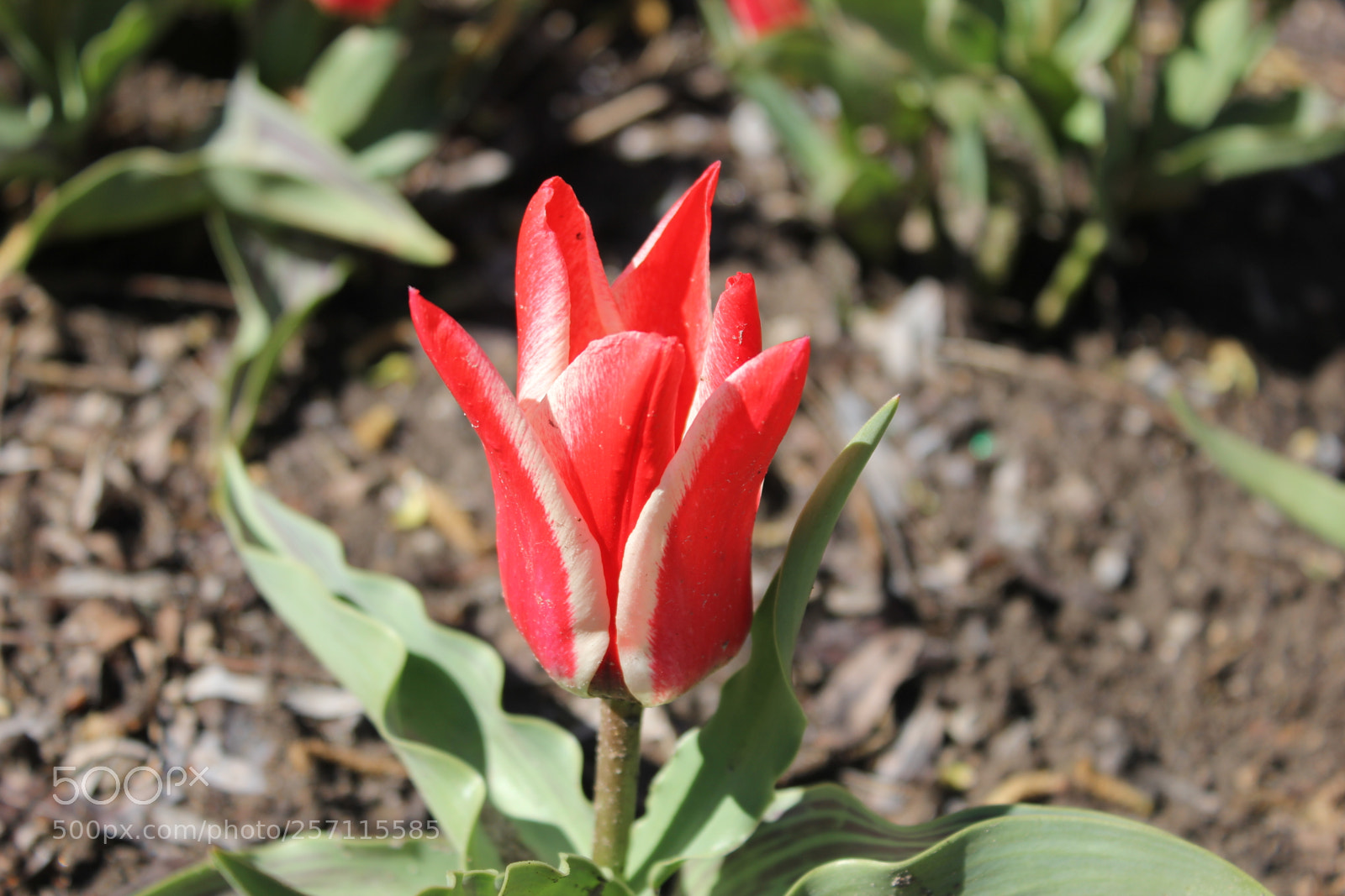 Canon EOS 550D (EOS Rebel T2i / EOS Kiss X4) sample photo. Tulips, edward's gardens, toronto photography