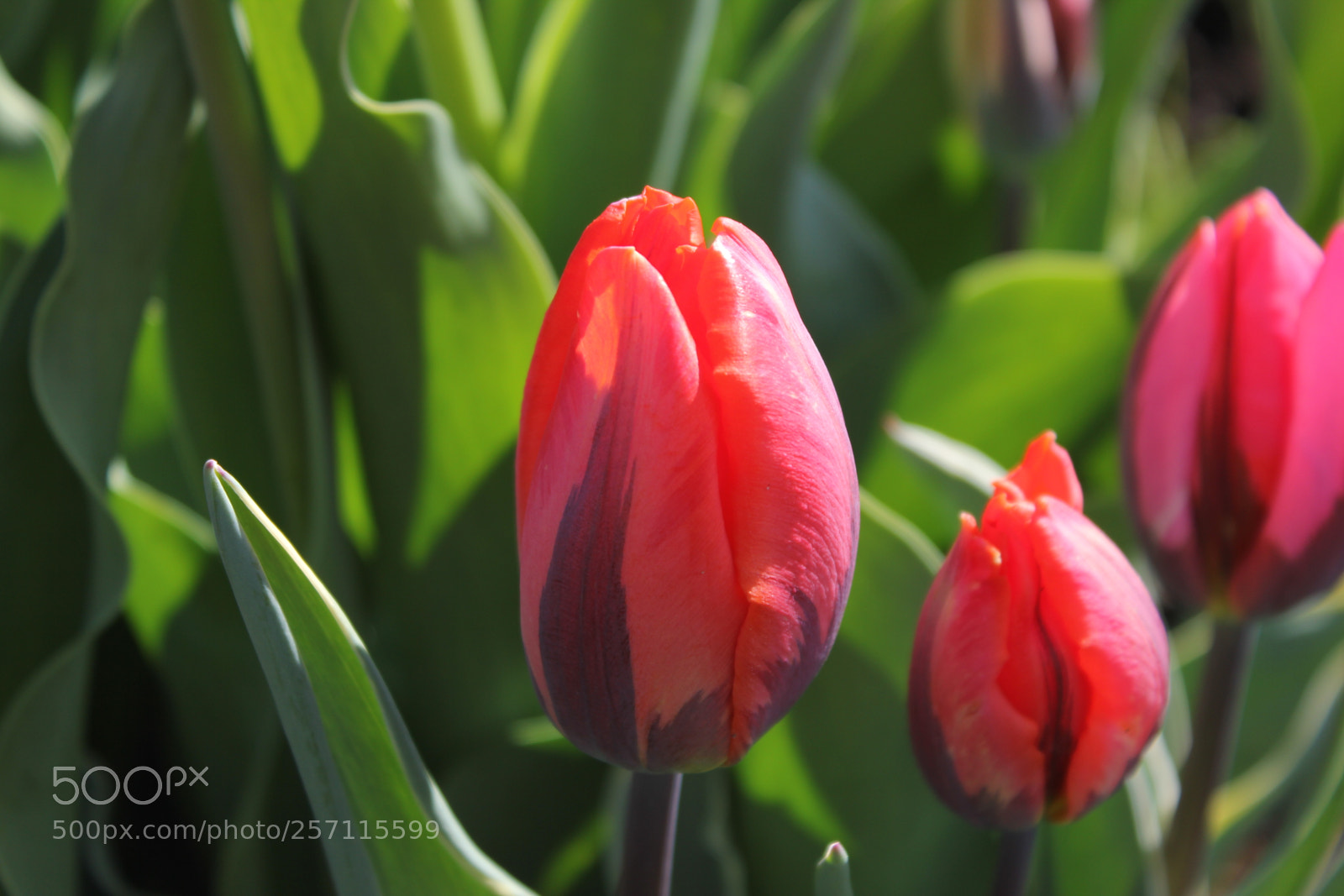 Canon EOS 550D (EOS Rebel T2i / EOS Kiss X4) sample photo. Tulips, edward's gardens, toronto photography
