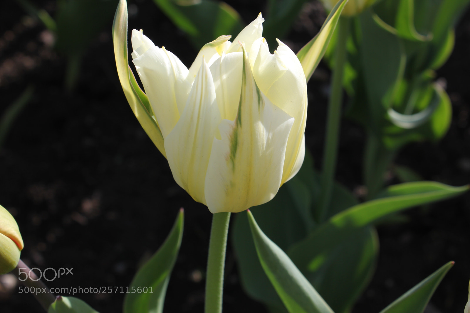 Canon EOS 550D (EOS Rebel T2i / EOS Kiss X4) sample photo. Tulips, edward's gardens, toronto photography