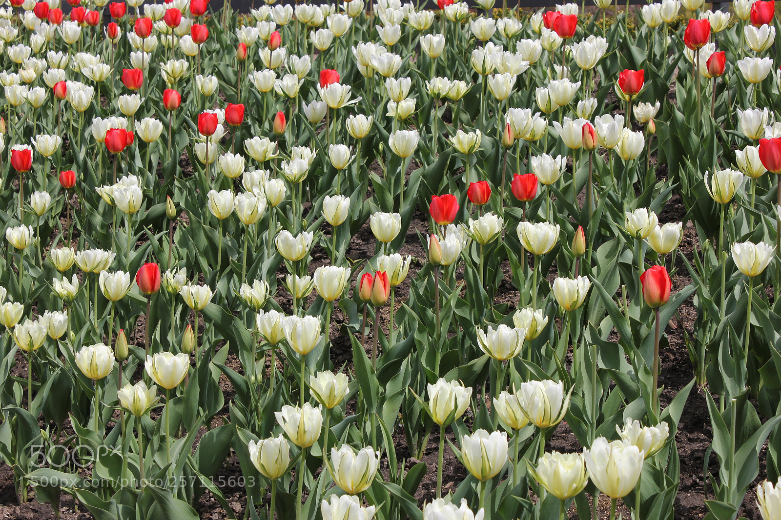 Canon EOS 550D (EOS Rebel T2i / EOS Kiss X4) sample photo. Tulips, edward's gardens, toronto photography