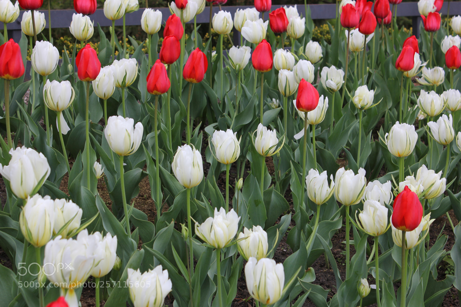 Canon EOS 550D (EOS Rebel T2i / EOS Kiss X4) sample photo. Tulips, edward's gardens, toronto photography