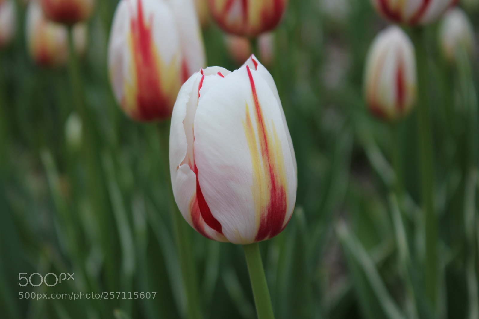 Canon EOS 550D (EOS Rebel T2i / EOS Kiss X4) sample photo. Tulips, edward's gardens, toronto photography