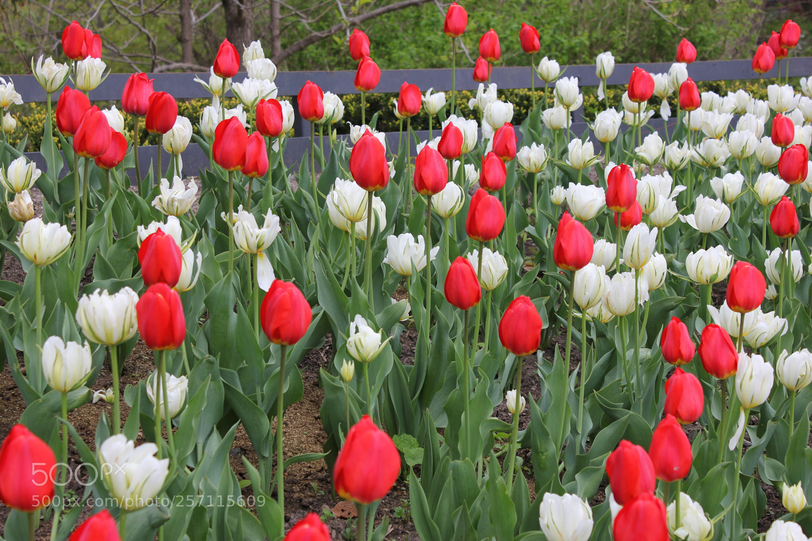 Canon EOS 550D (EOS Rebel T2i / EOS Kiss X4) sample photo. Tulips, edward's gardens, toronto photography