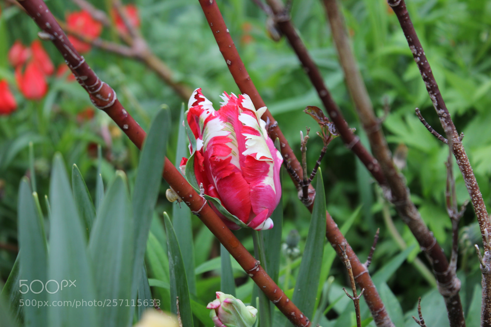Canon EOS 550D (EOS Rebel T2i / EOS Kiss X4) sample photo. Tulips, edward's gardens, toronto photography