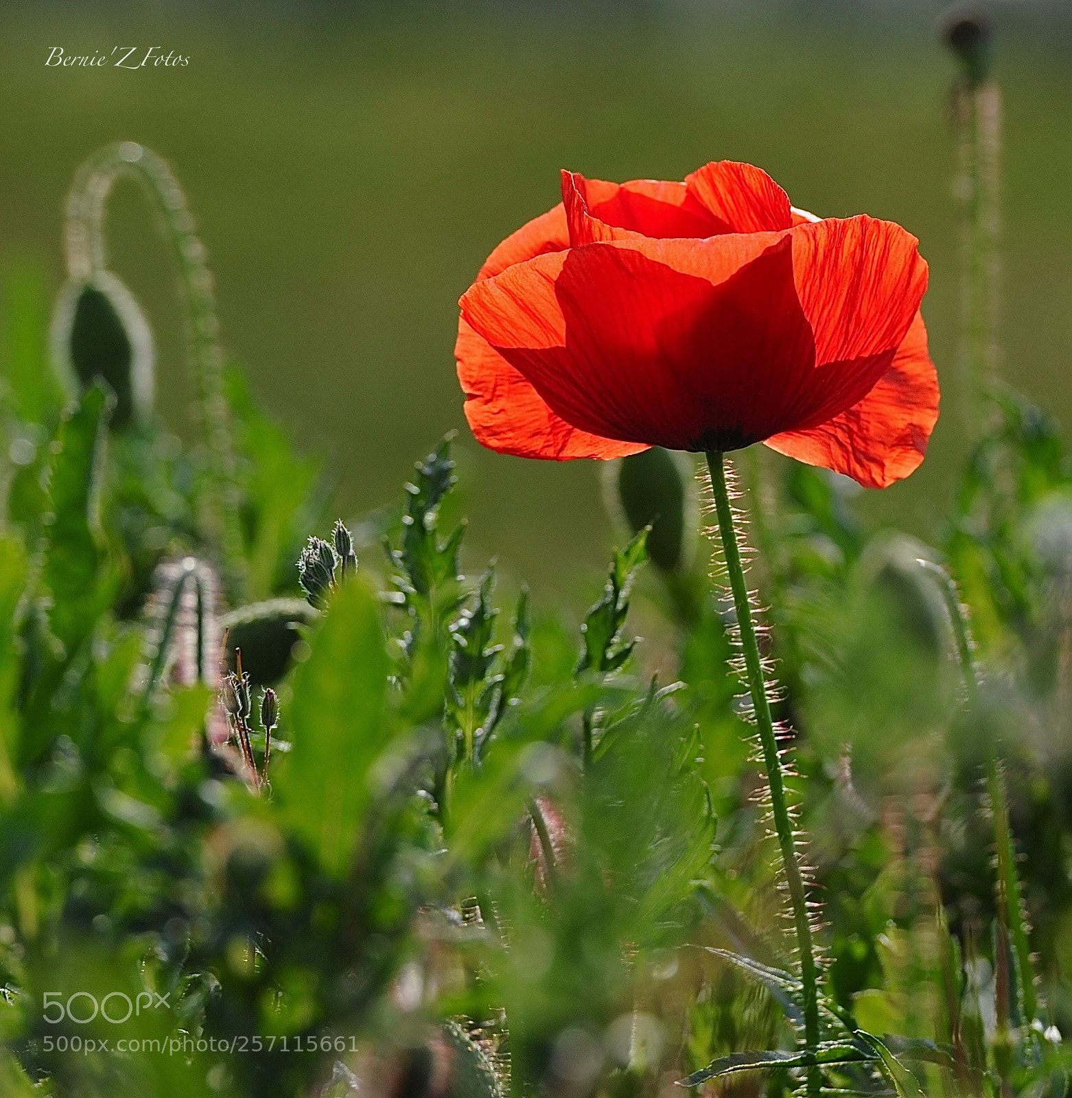 Nikon D3 sample photo. The first photography