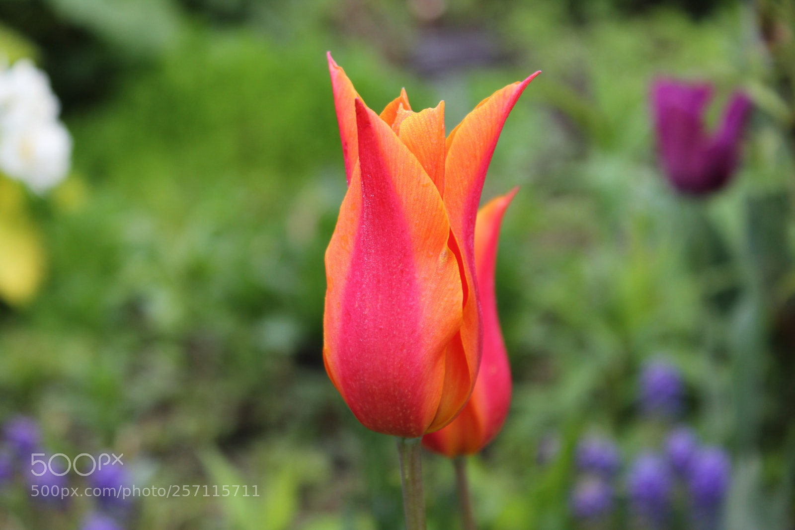 Canon EOS 550D (EOS Rebel T2i / EOS Kiss X4) sample photo. Tulips, edward's gardens, toronto photography