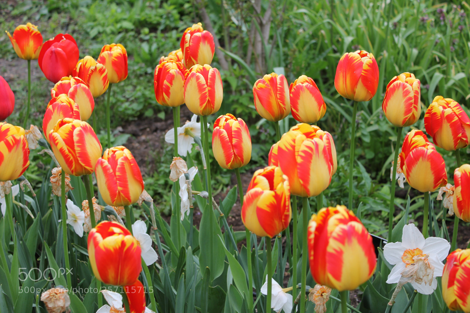 Canon EOS 550D (EOS Rebel T2i / EOS Kiss X4) sample photo. Tulips, edward's gardens, toronto photography