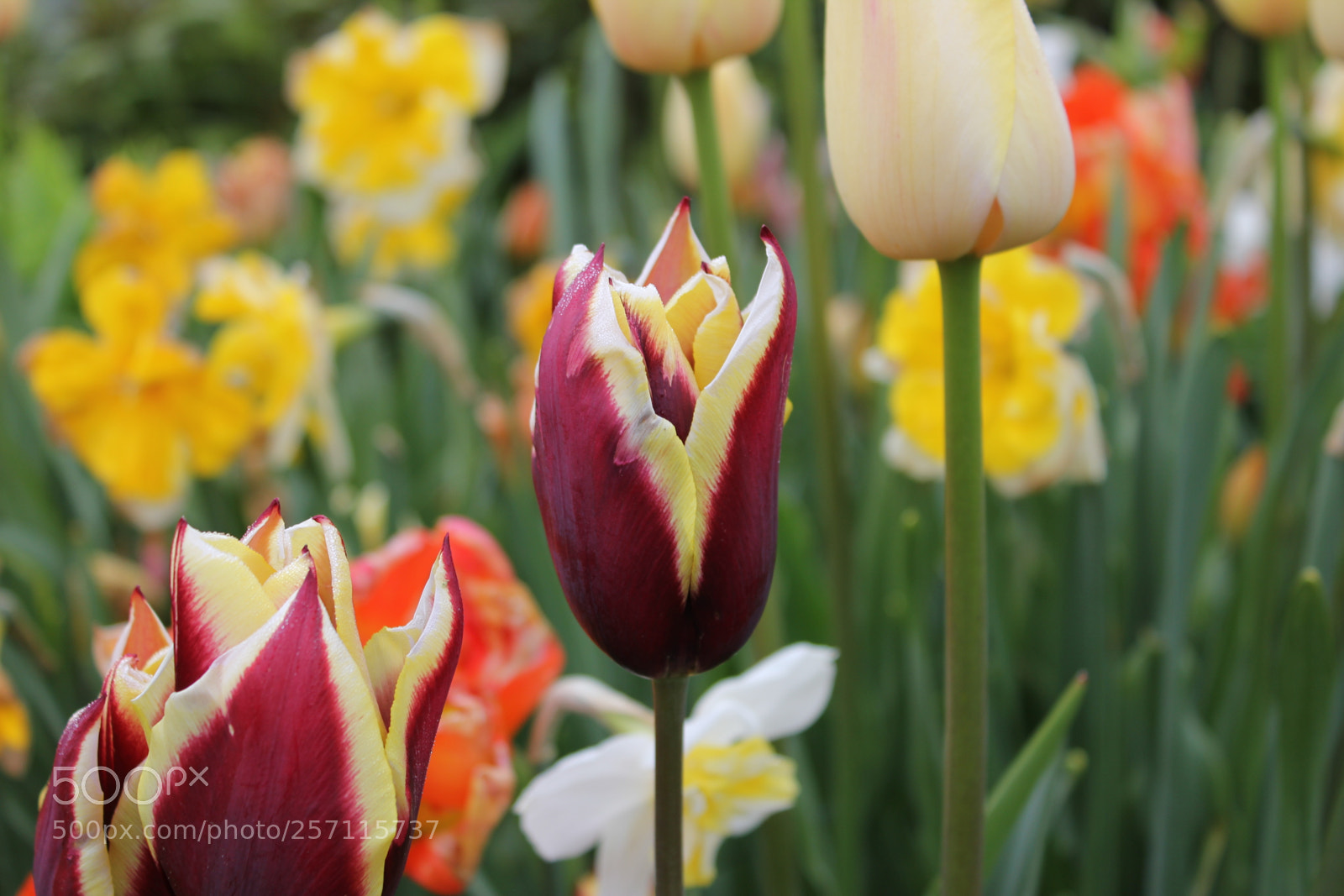 Canon EOS 550D (EOS Rebel T2i / EOS Kiss X4) sample photo. Tulips, edward's gardens, toronto photography