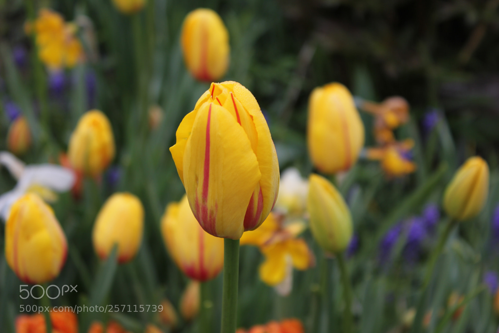 Canon EOS 550D (EOS Rebel T2i / EOS Kiss X4) sample photo. Tulips, edward's gardens, toronto photography