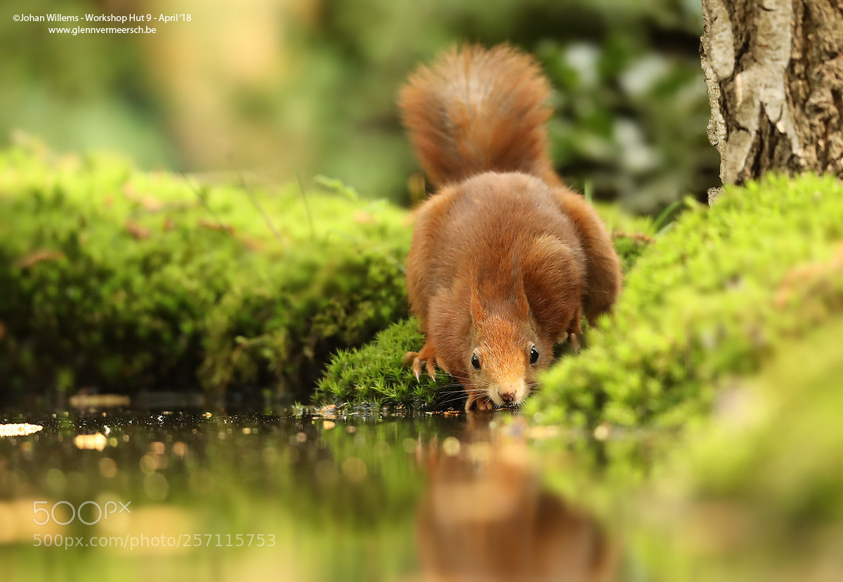 Canon EOS-1D X Mark II sample photo. Squirrel 2 photography