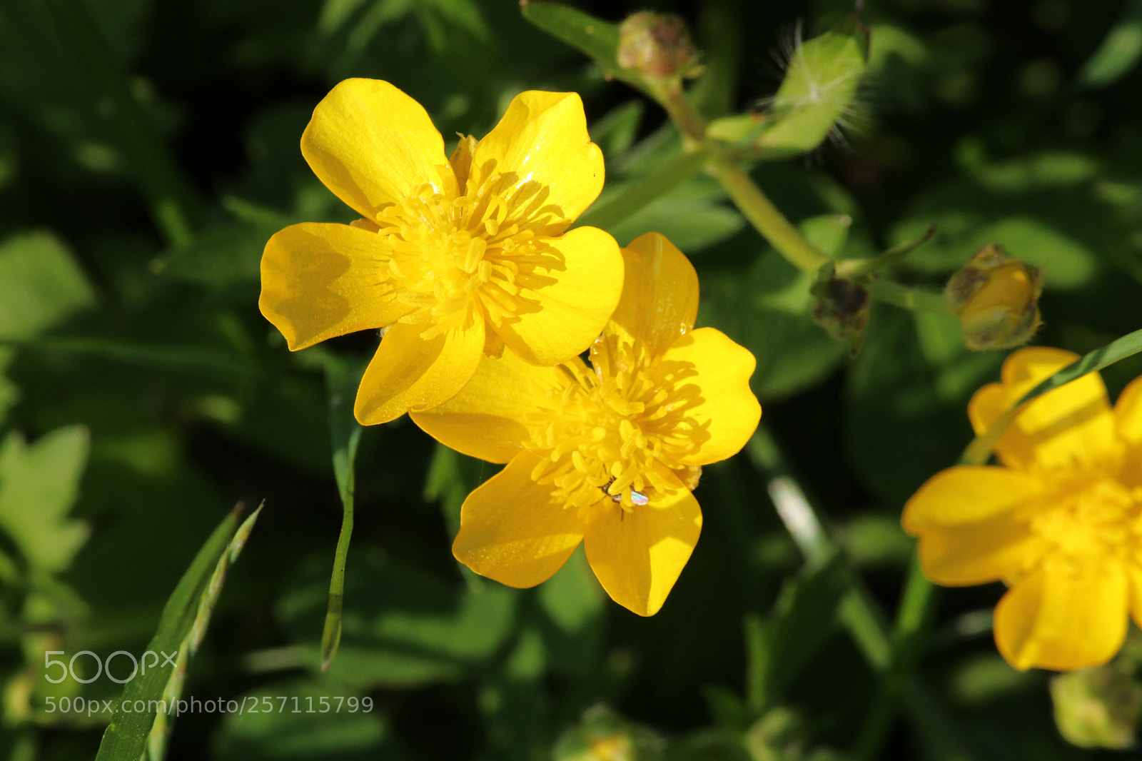Canon EOS 80D sample photo. Summer weather photography