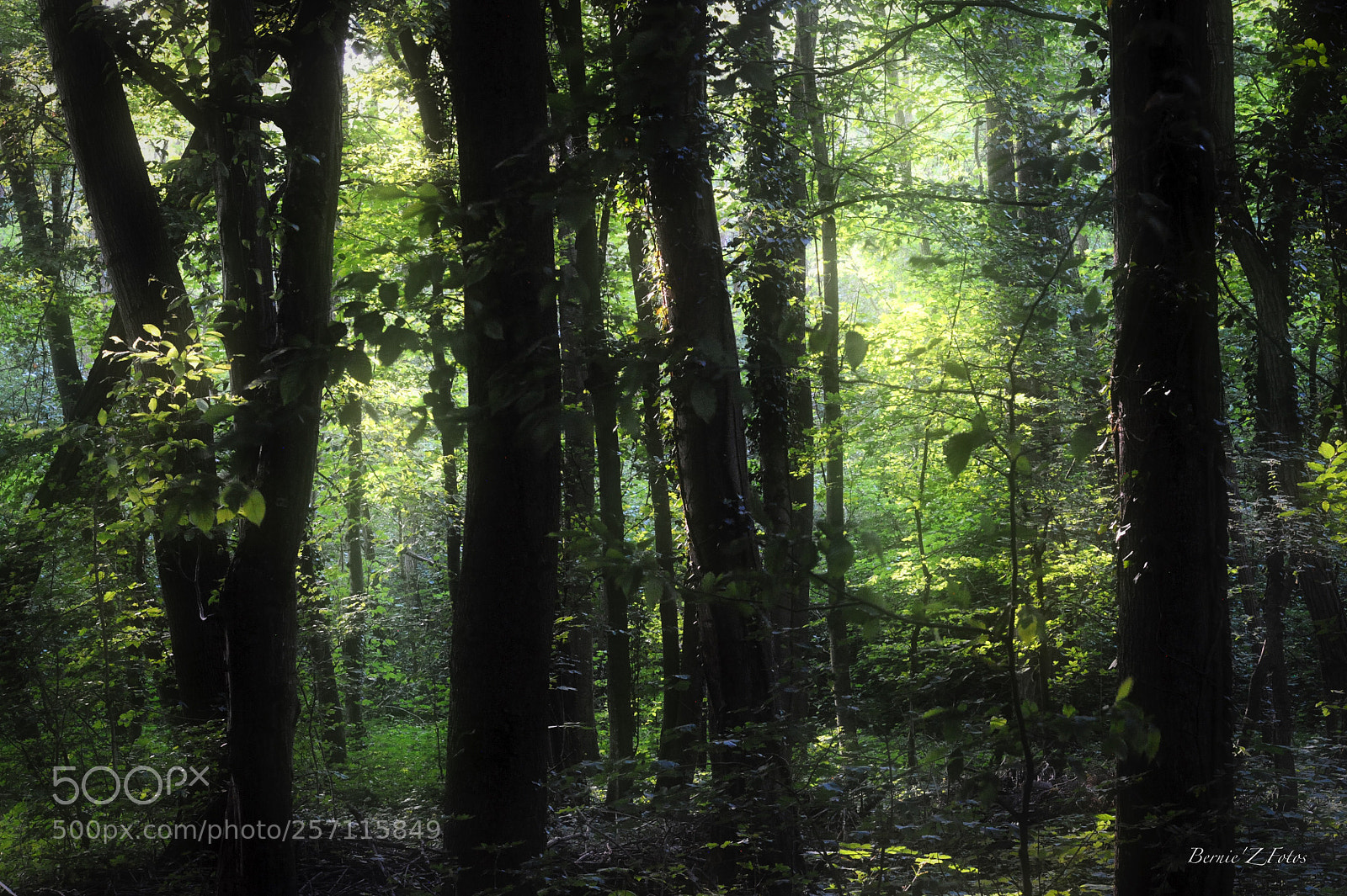 Nikon D3 sample photo. In deep forest photography