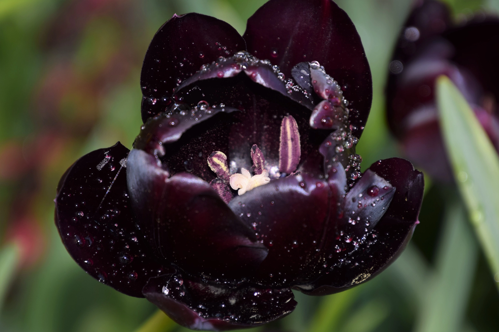 Nikon D3300 sample photo. Dunkle tulpe mit tropfen photography