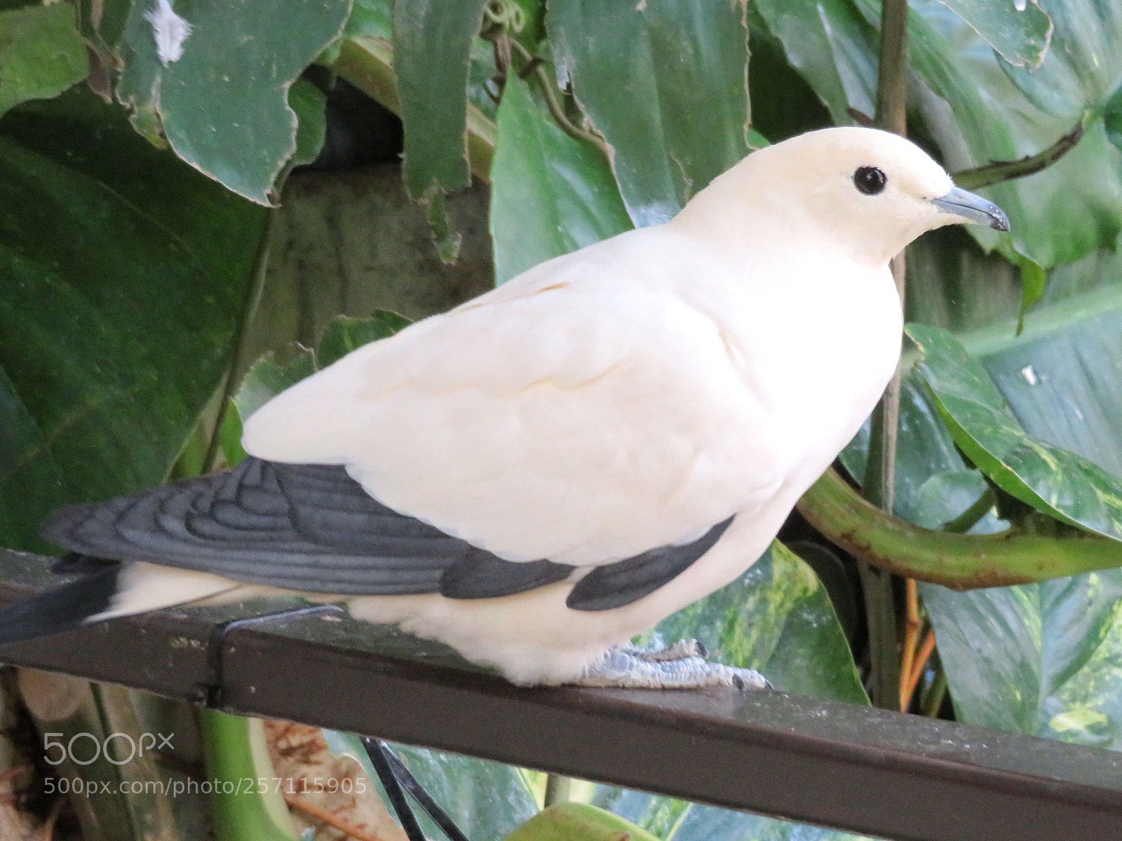 Canon PowerShot SX720 HS sample photo. Pied imperial pigeon  photography