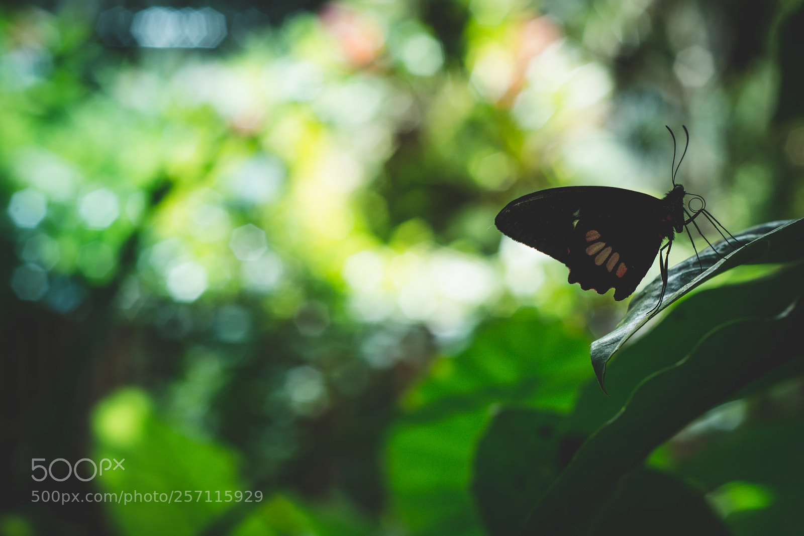 Nikon D7100 sample photo. Butterfly silhouette photography
