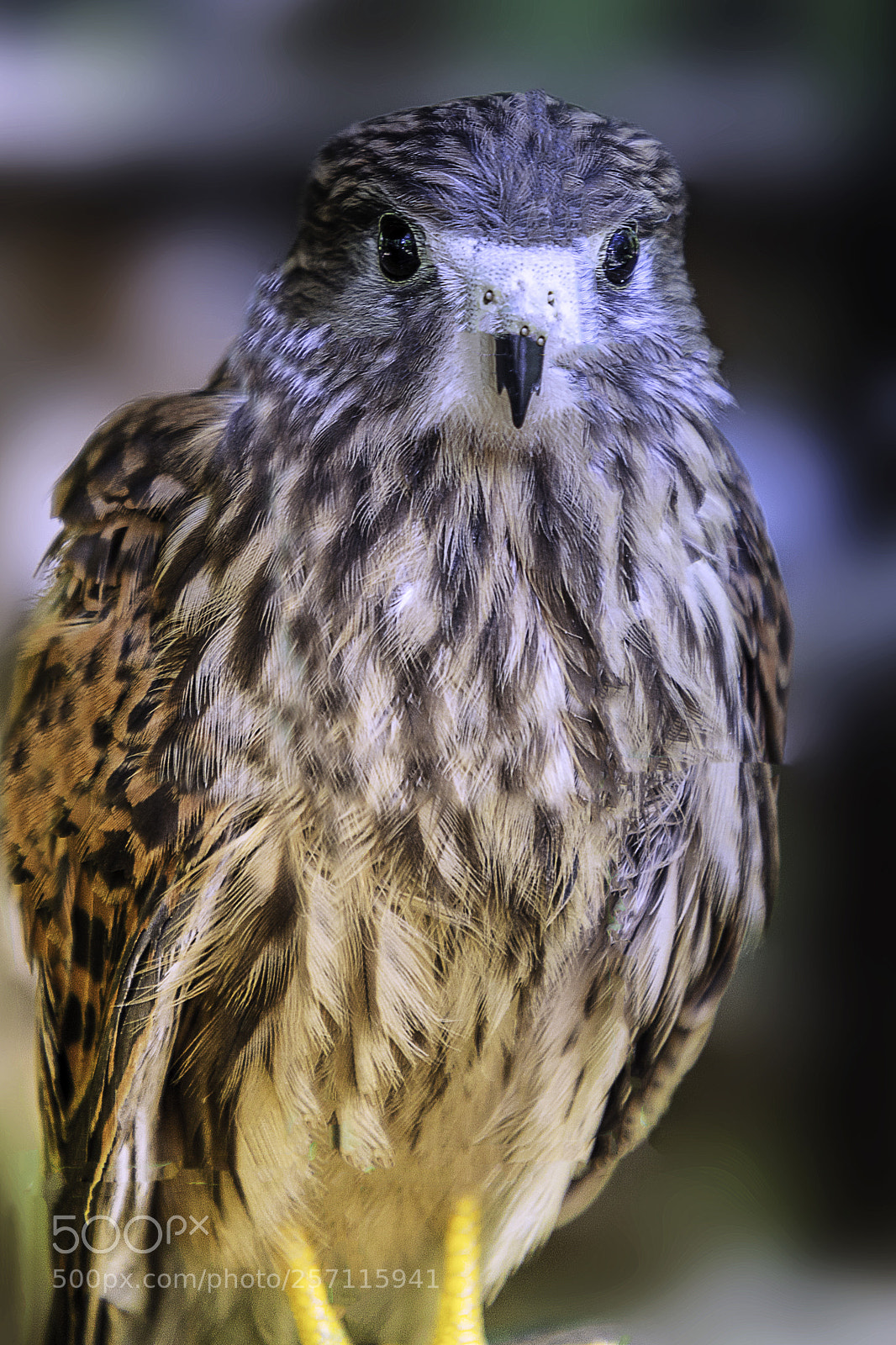 Canon EOS 6D Mark II sample photo. Little hawk photography