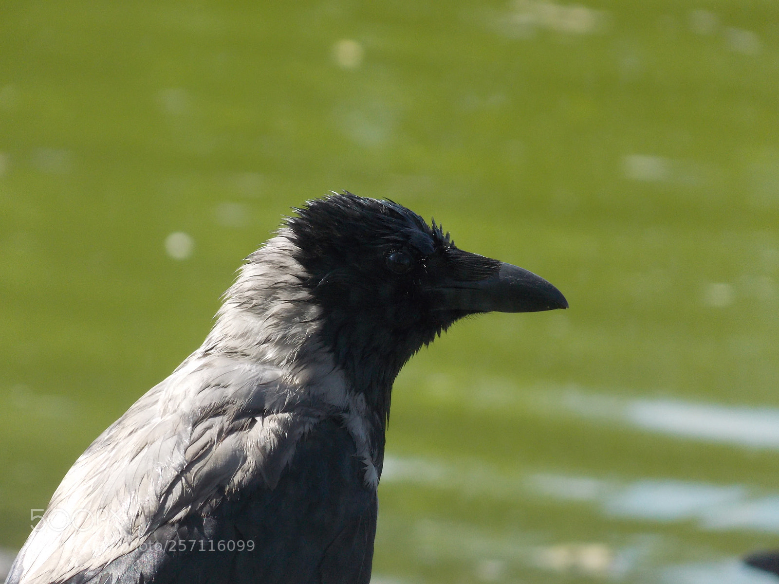 Nikon Coolpix L810 sample photo. Crow photography