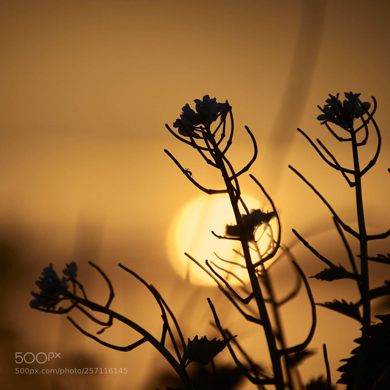 Nikon D7200 sample photo. Golden hour photography