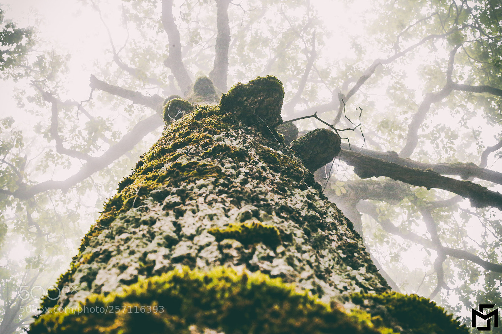 Canon EOS 6D sample photo. Tree photography