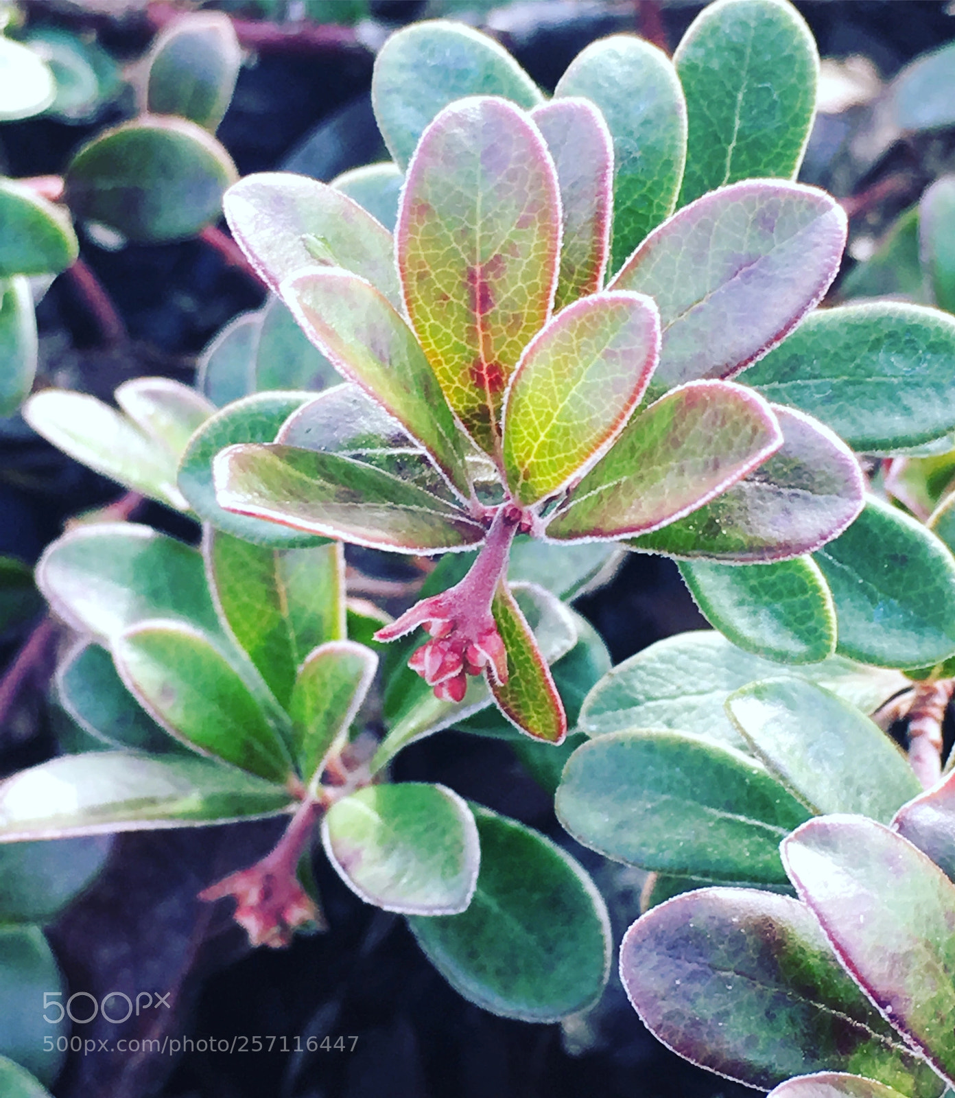 Apple iPhone 6s sample photo. Succulents photography