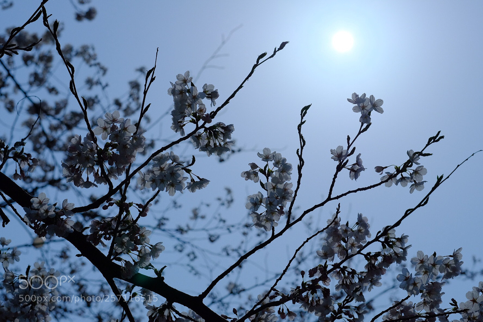 Fujifilm X-T2 sample photo. Untitled photography