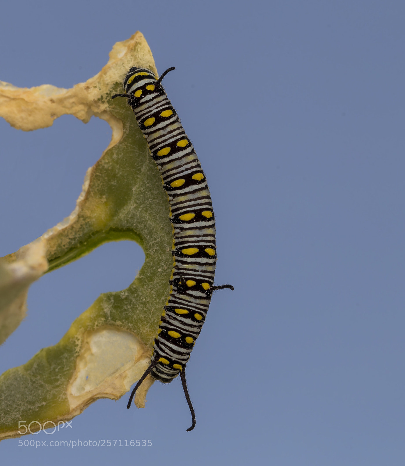 Canon EOS 6D sample photo. Caterpillar photography