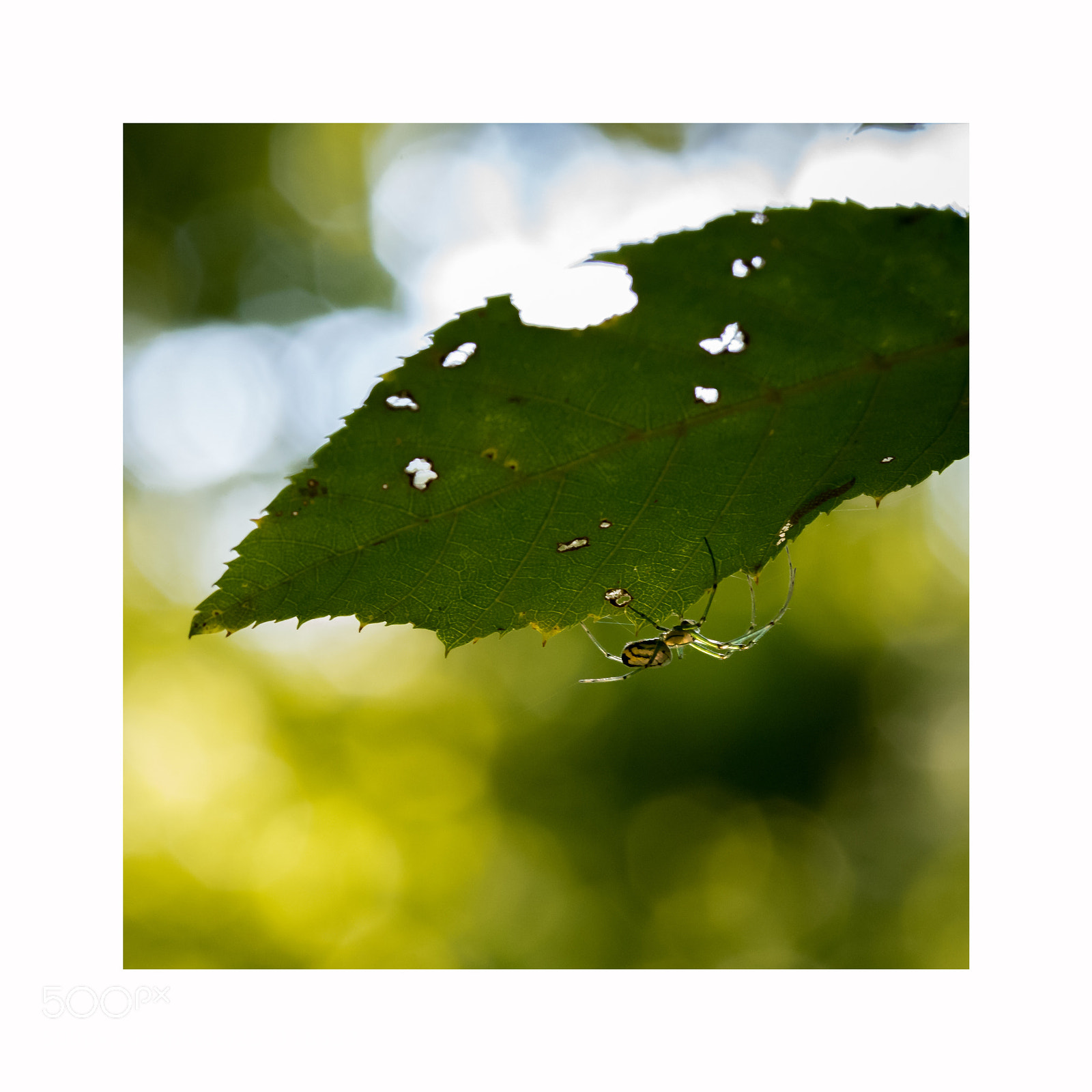 Nikon D750 sample photo. Untitled photography