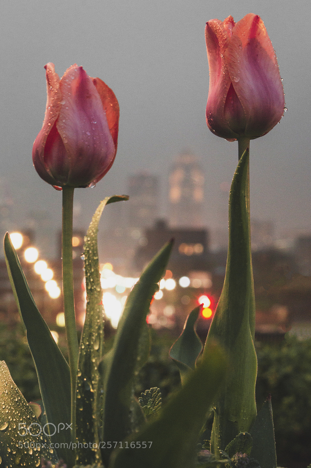 Canon EOS 70D sample photo. Two tulips on a photography