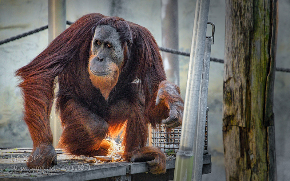 Nikon D7000 sample photo. 180501-010 orangutan melbourne zoo photography