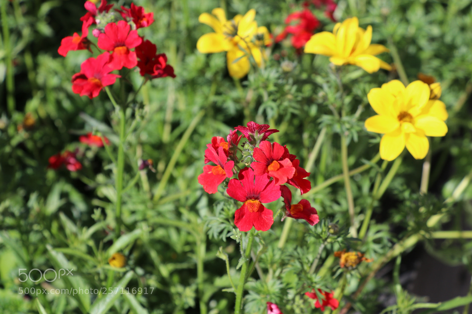 Canon EOS 80D sample photo. Untitled photography