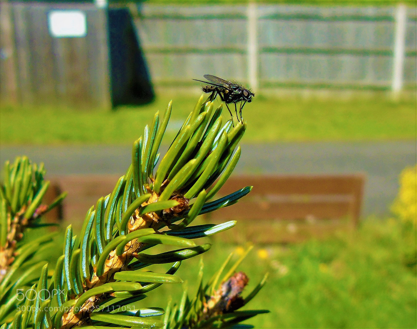 Sony Cyber-shot DSC-H400 sample photo. The fly photography
