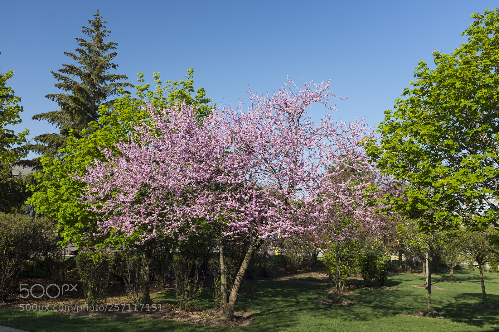 Fujifilm X100S sample photo. Redbud tree in the photography