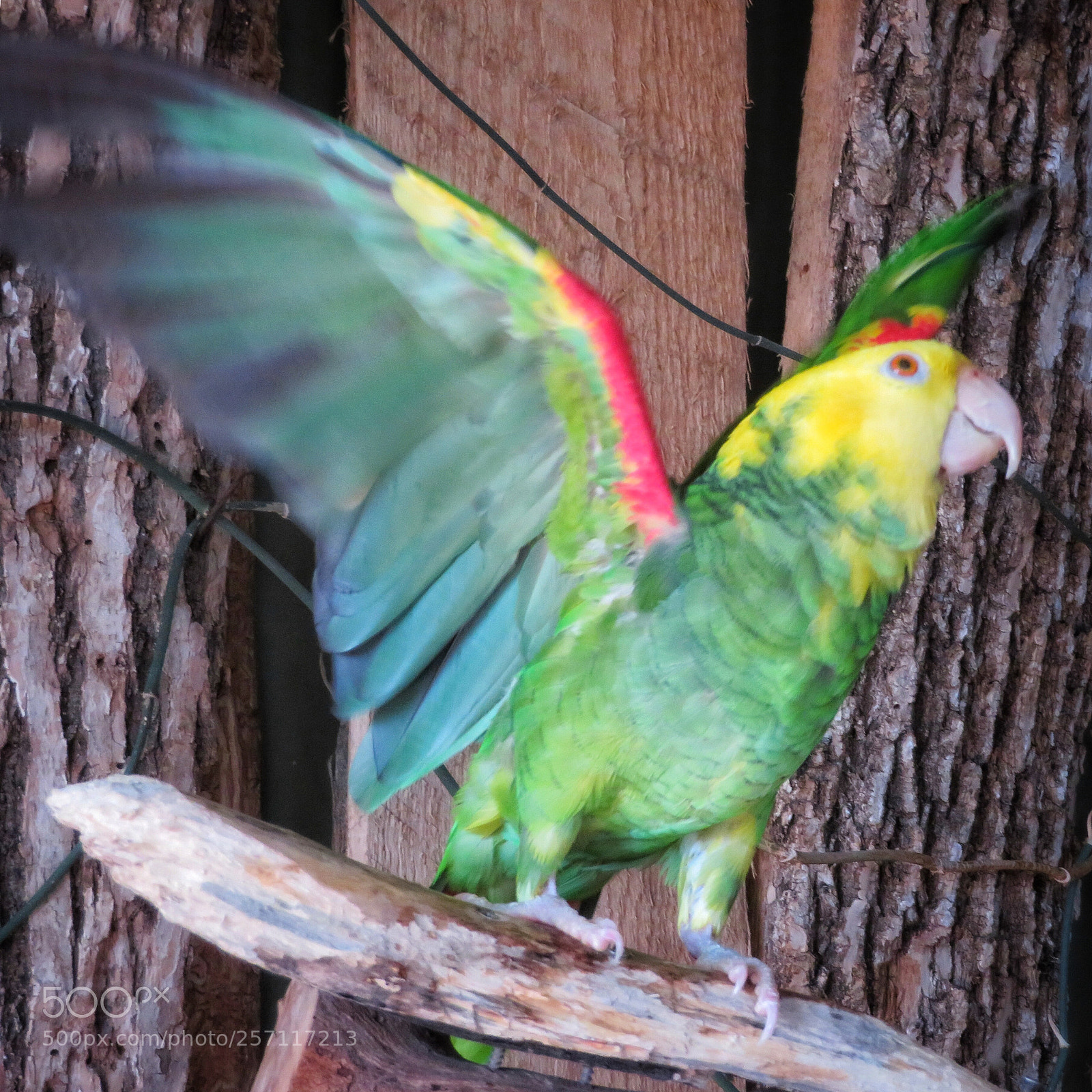 Canon PowerShot SX720 HS sample photo. Dancing parrot photography