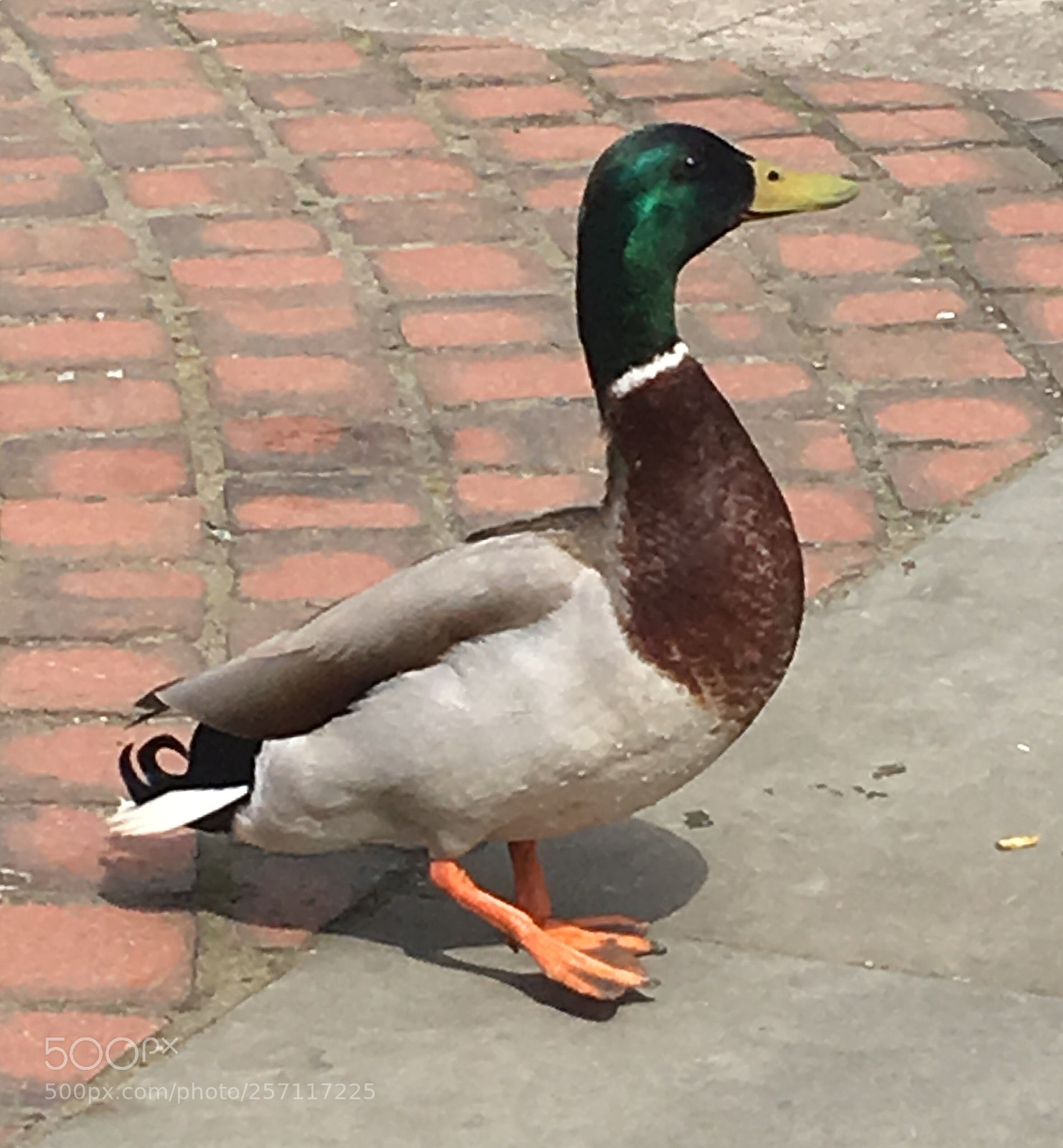 Apple iPhone 6s sample photo. Best (webbed) foot forward photography