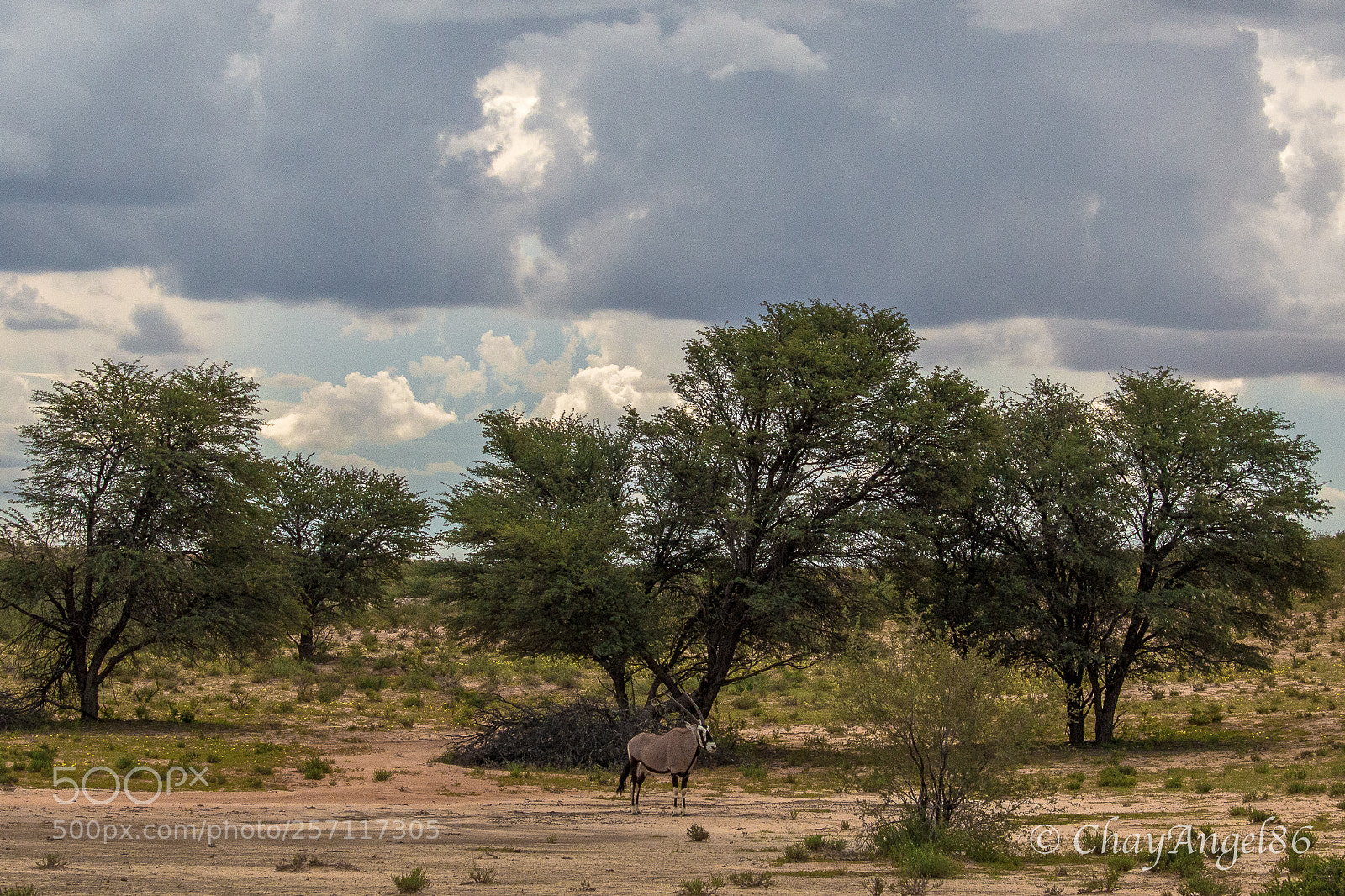 Canon EOS 70D sample photo. The lone gemsbok bracing photography