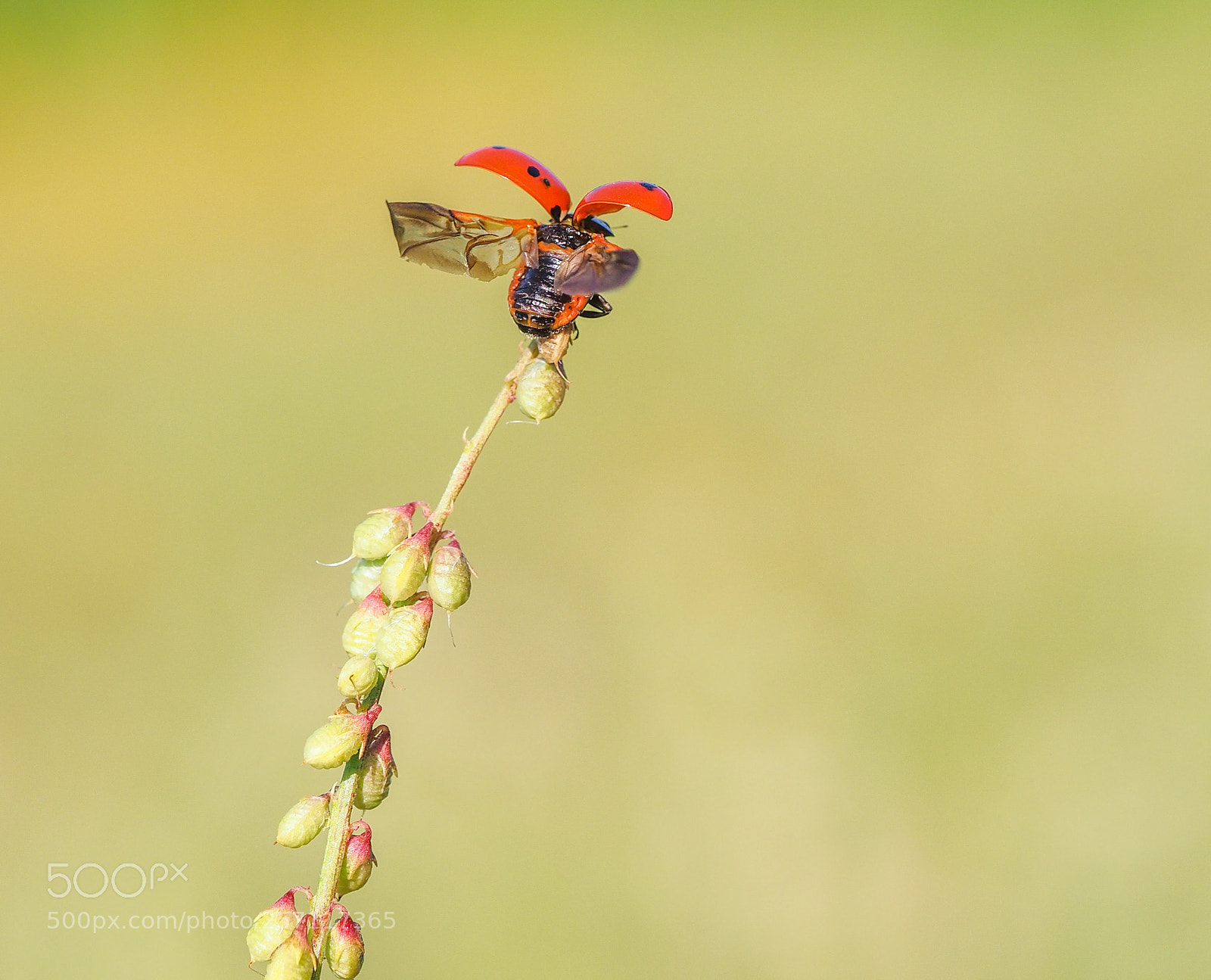 Olympus OM-D E-M1 Mark II sample photo. Ladybug photography