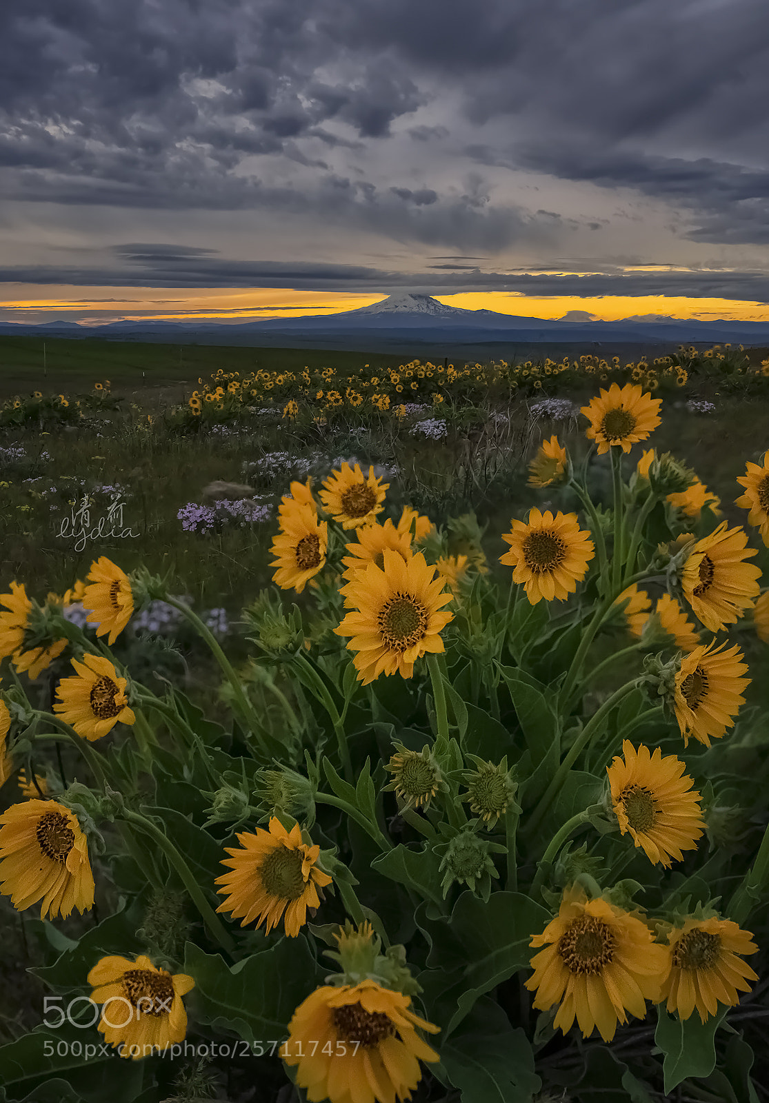 Sony a7 II sample photo. Balsamroots photography