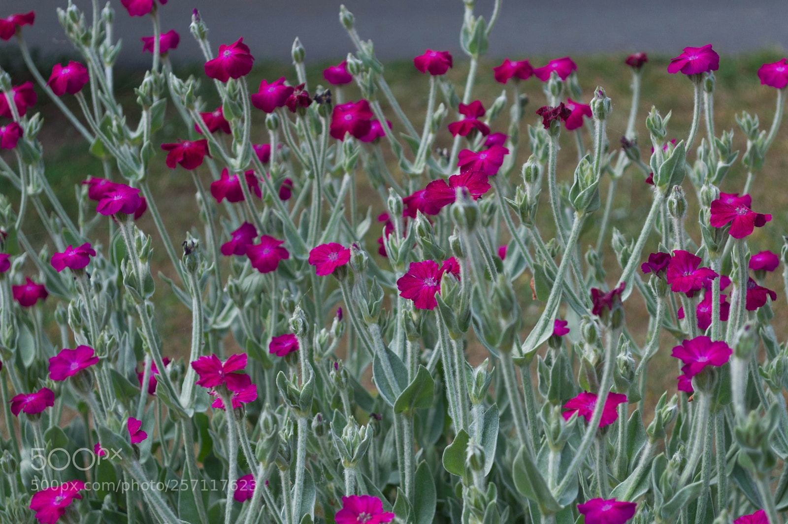 Nikon D3200 sample photo. A field of happiness photography