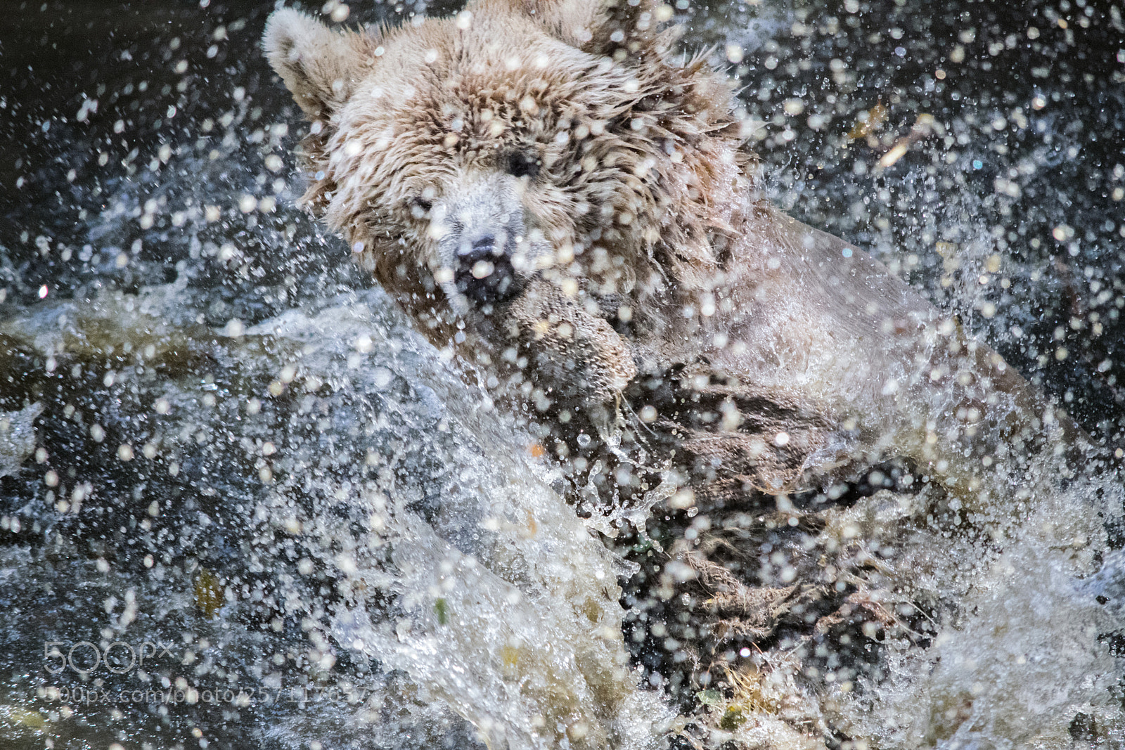Nikon D5300 sample photo. Artistic bear splash photography