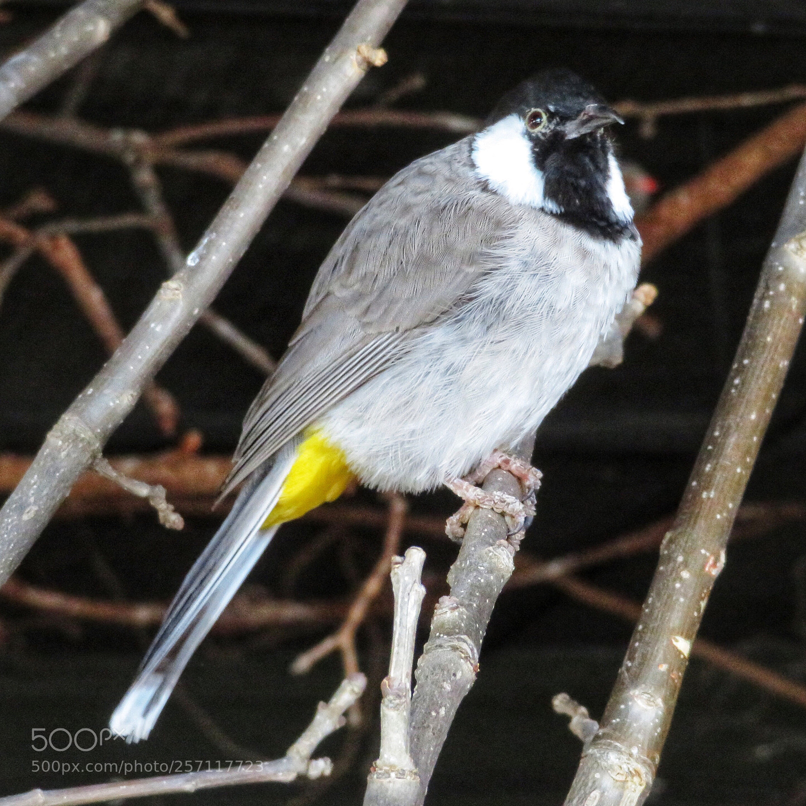 Canon PowerShot SX720 HS sample photo. White-cheeked bulbul photography