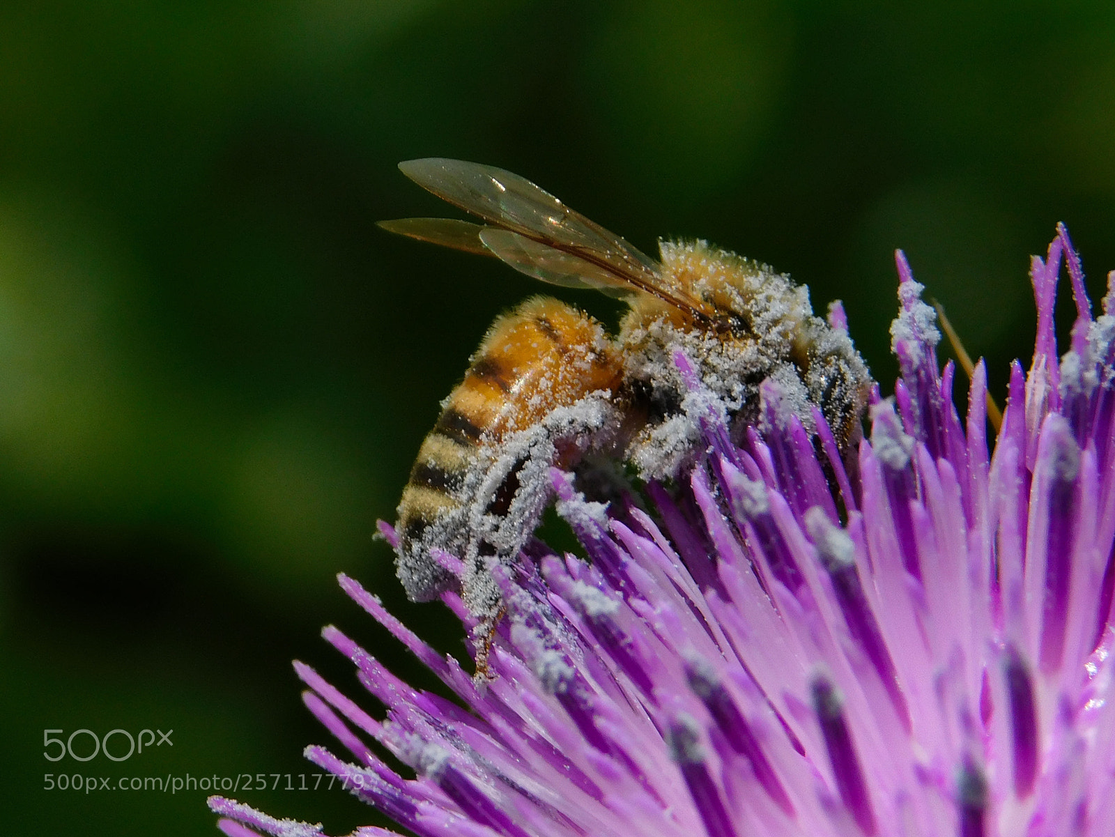 Nikon Coolpix B500 sample photo. Honey bee photography