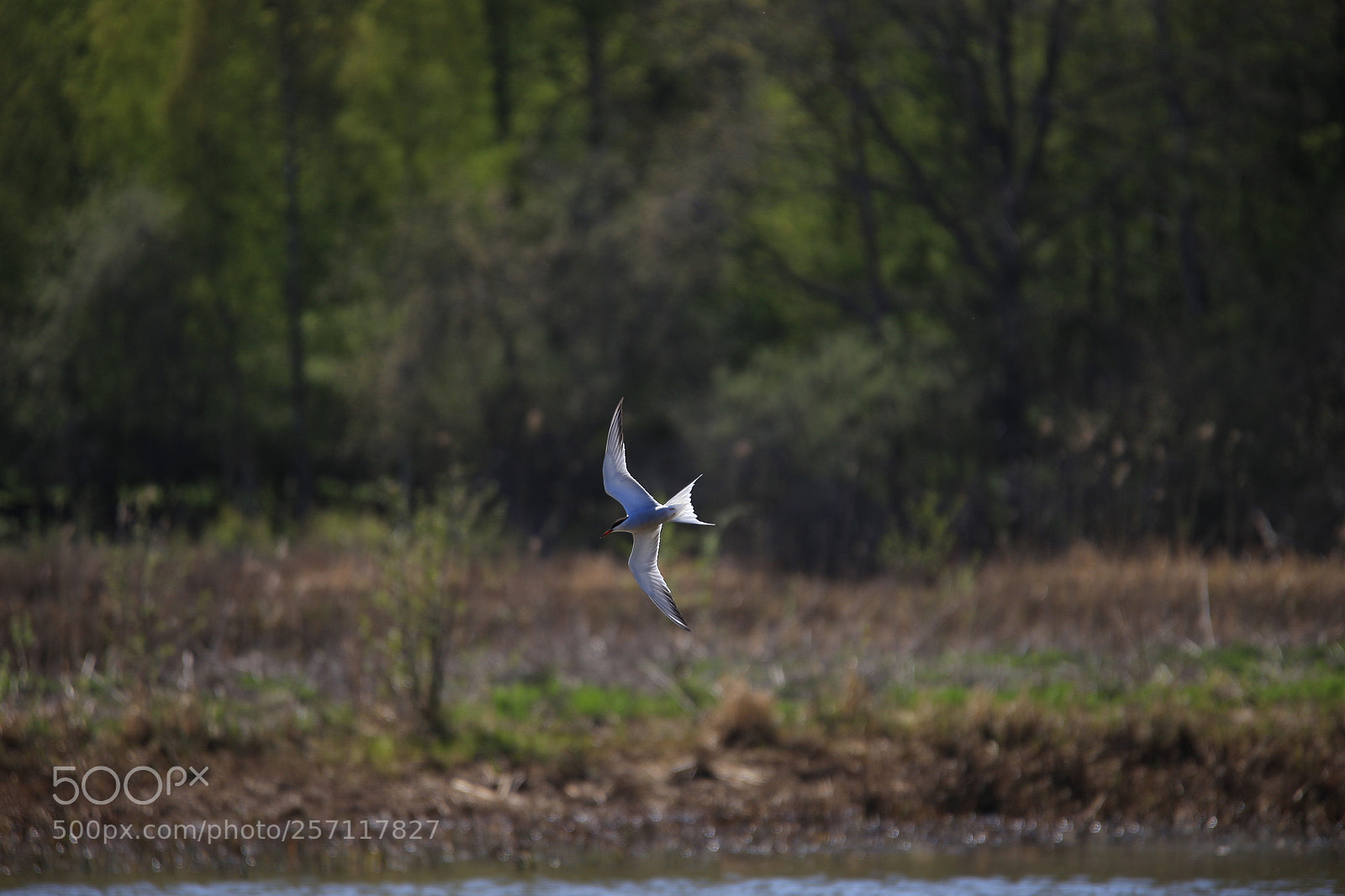 Canon EOS 6D sample photo. Untitled photography