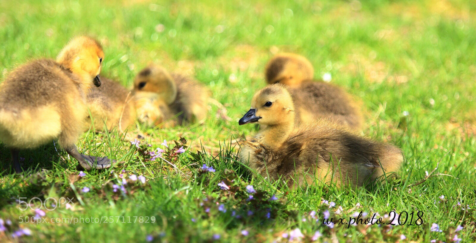 Canon EOS-1Ds Mark III sample photo. Rest photography