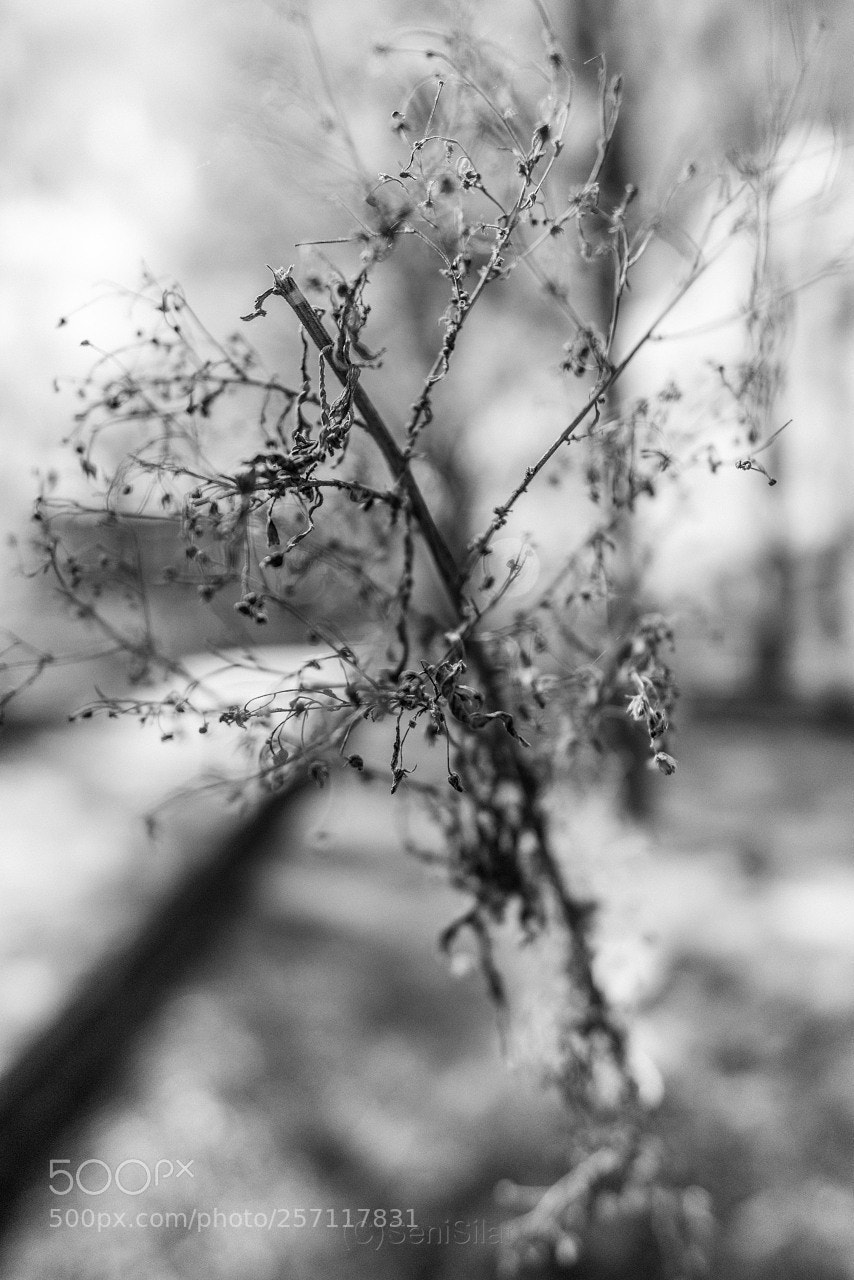 Nikon D800 sample photo. Myworld photography