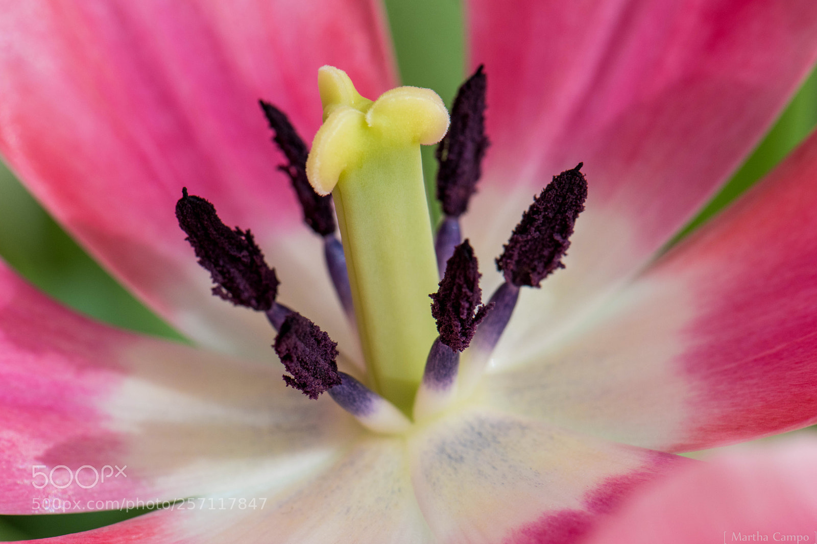 Nikon D5500 sample photo. Tulip closeup  photography